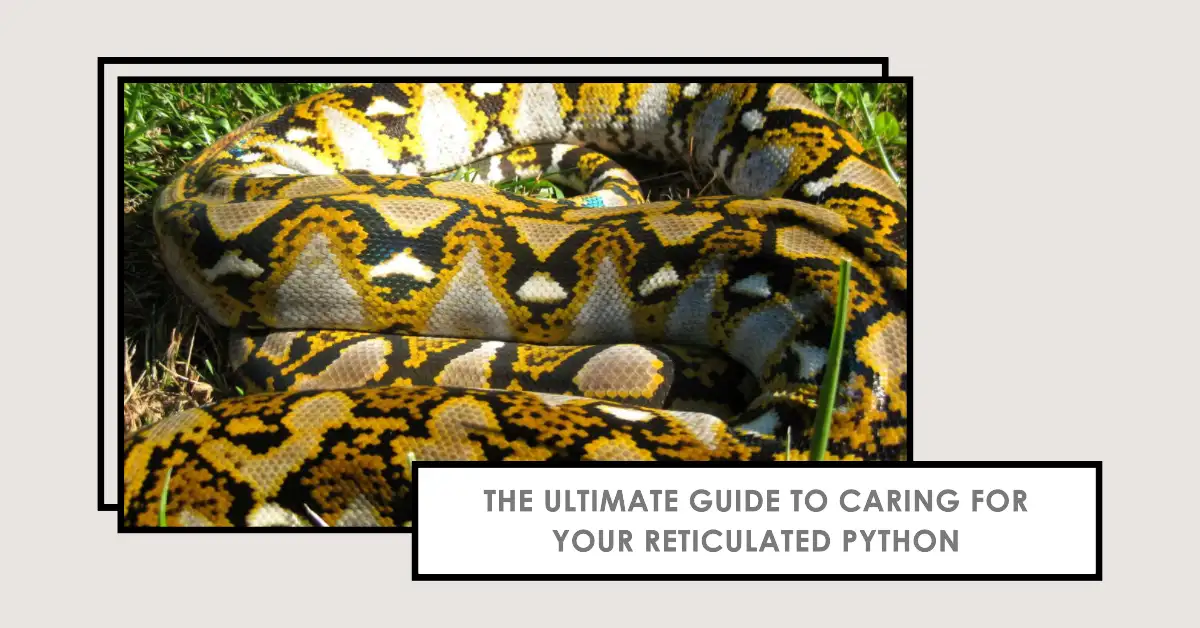 Reticulated Python Care