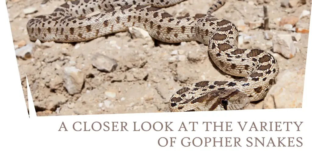 types of gopher snakes
