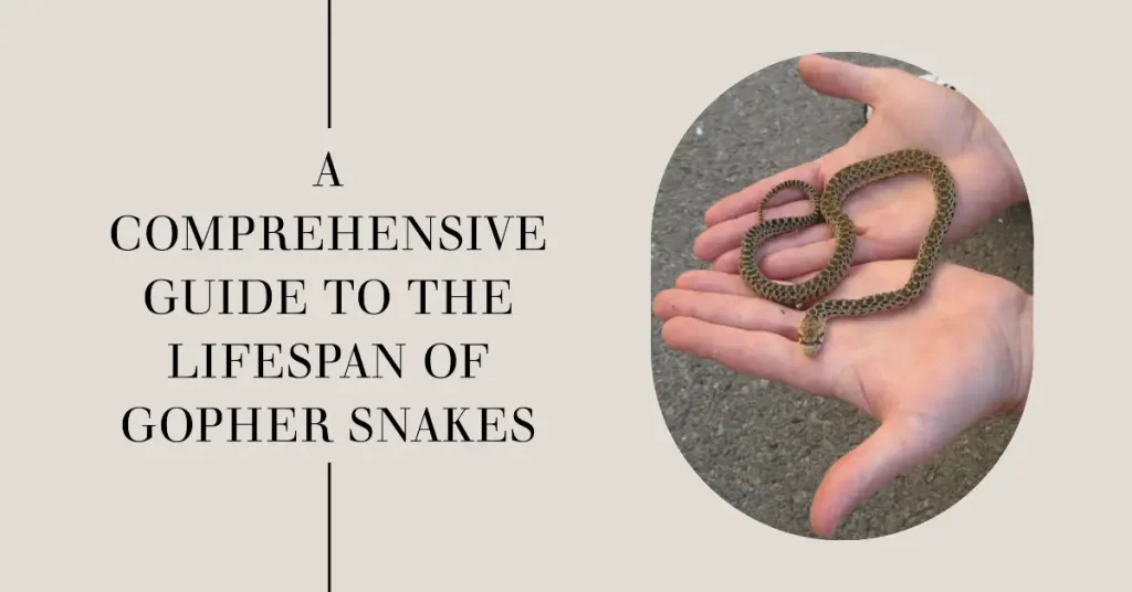 gopher snake lifespan