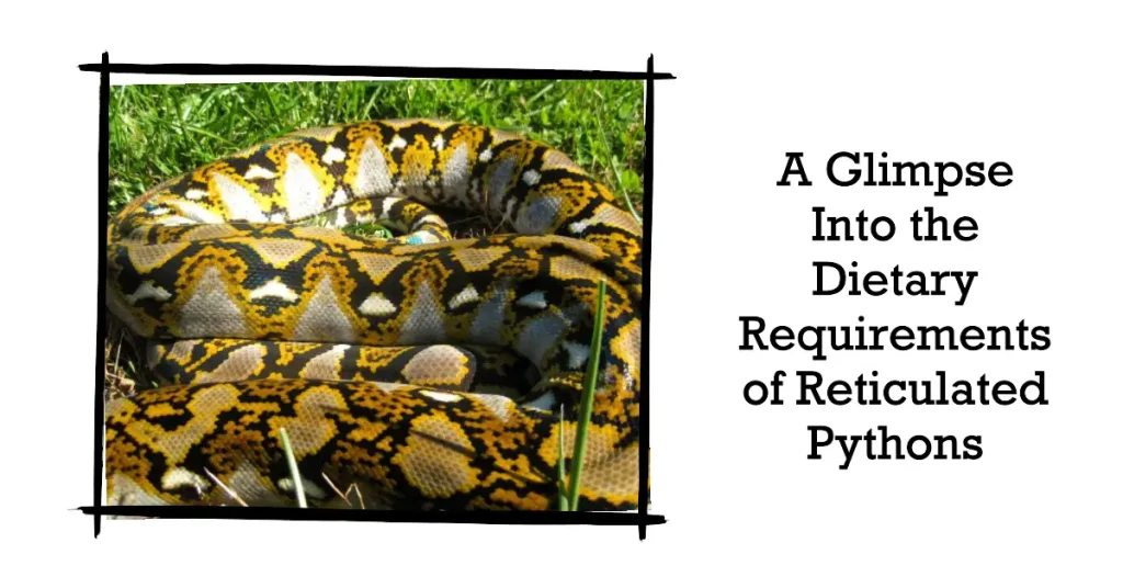 reticulated python diet