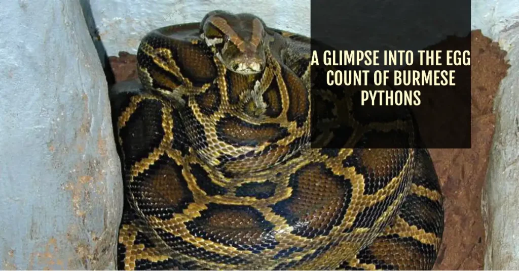 How many eggs do Burmese Pythons lay?