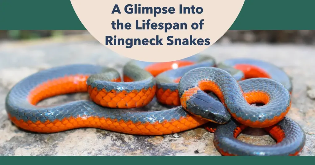 ringneck snake lifespan