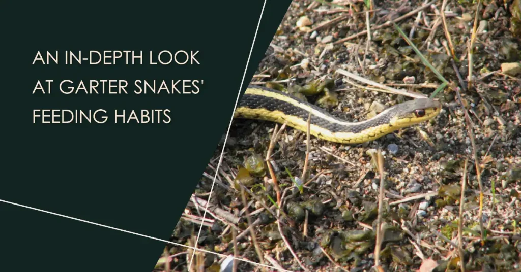 what does a garter snake eat?