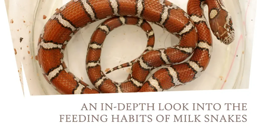 what do milk snakes eat