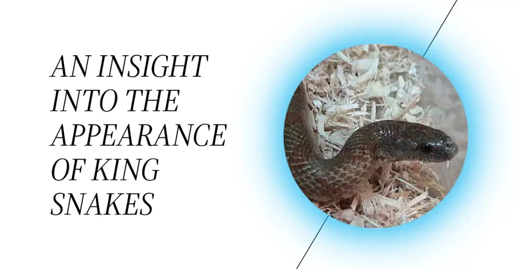 what do garter snakes look like?