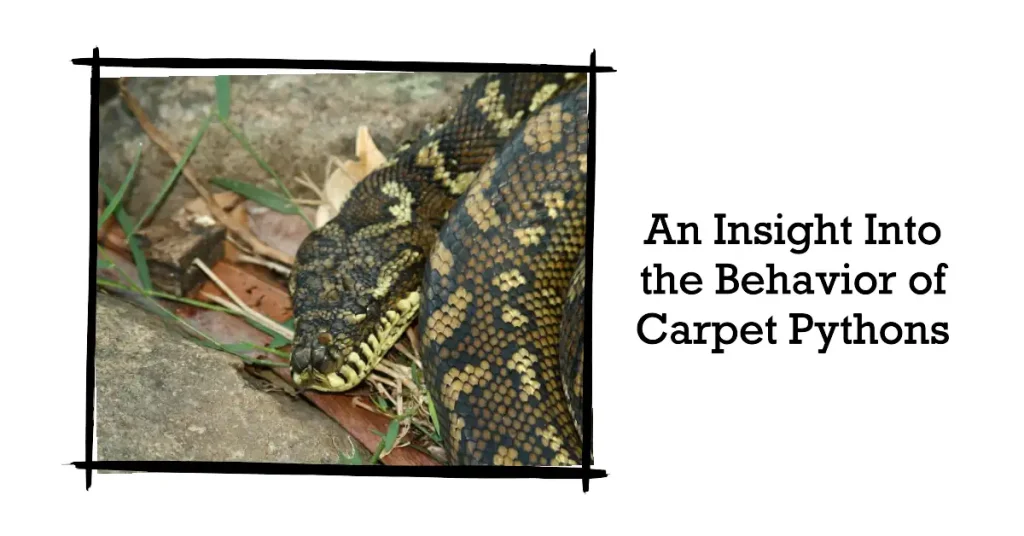 carpet python behavior