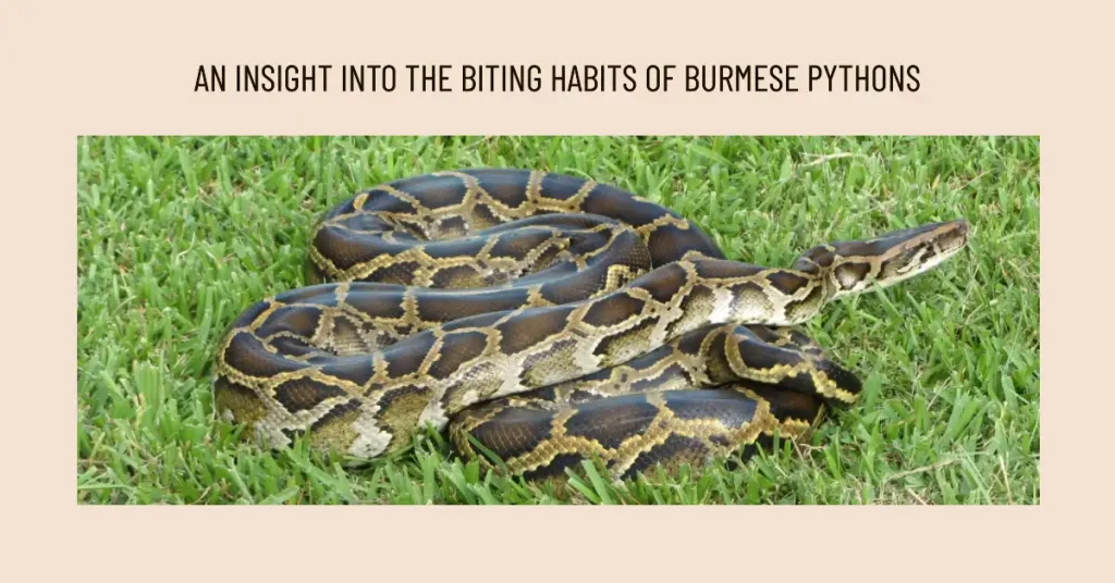 Do Burmese Pythons bite?