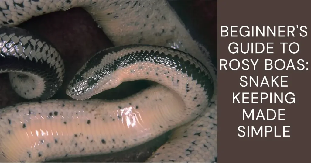 are rosy boas good for beginners?