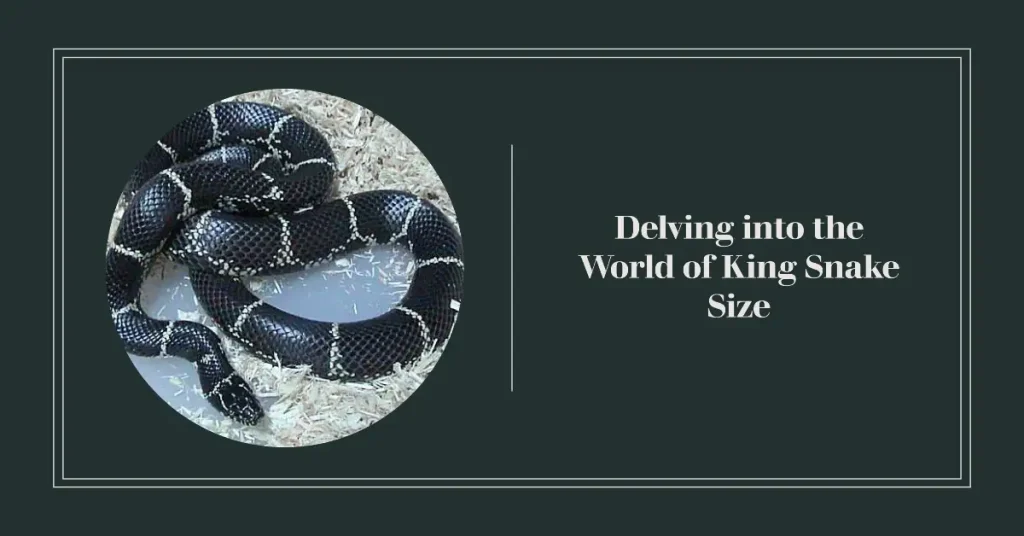 king snake size