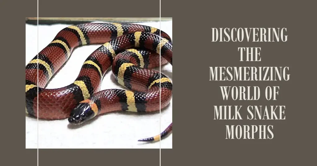 milk snake morphs