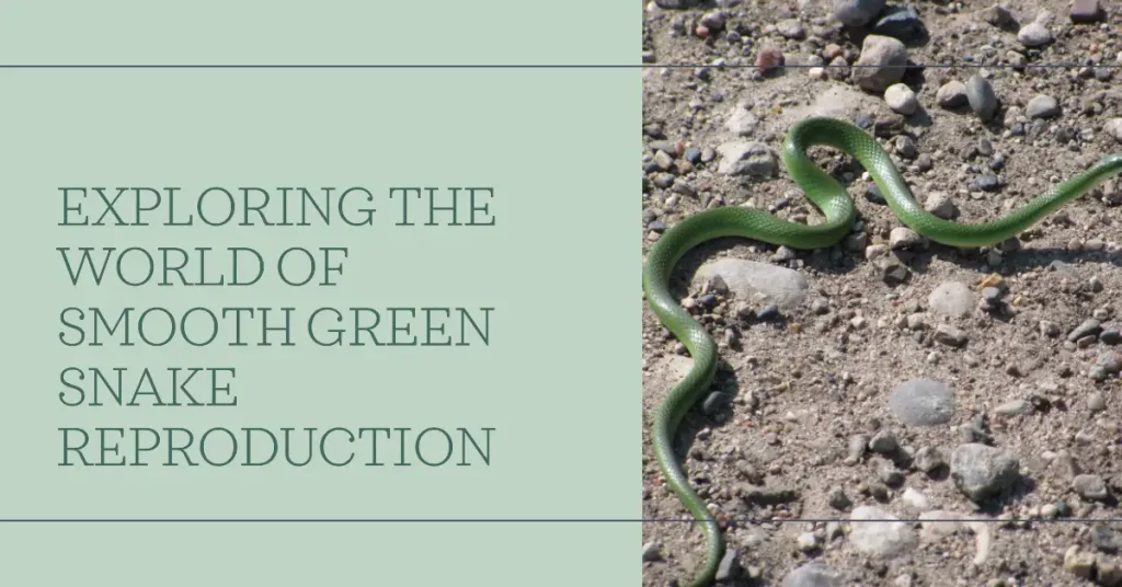 smooth green snake reproduction