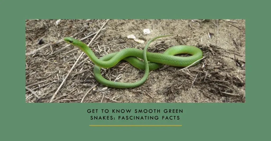 smooth green snake facts