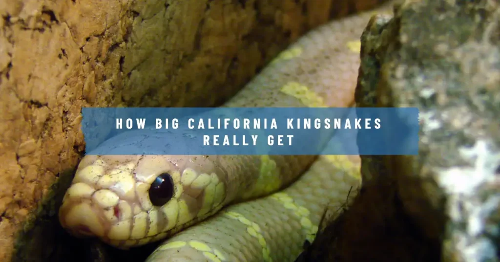 How big do California kingsnakes get?
