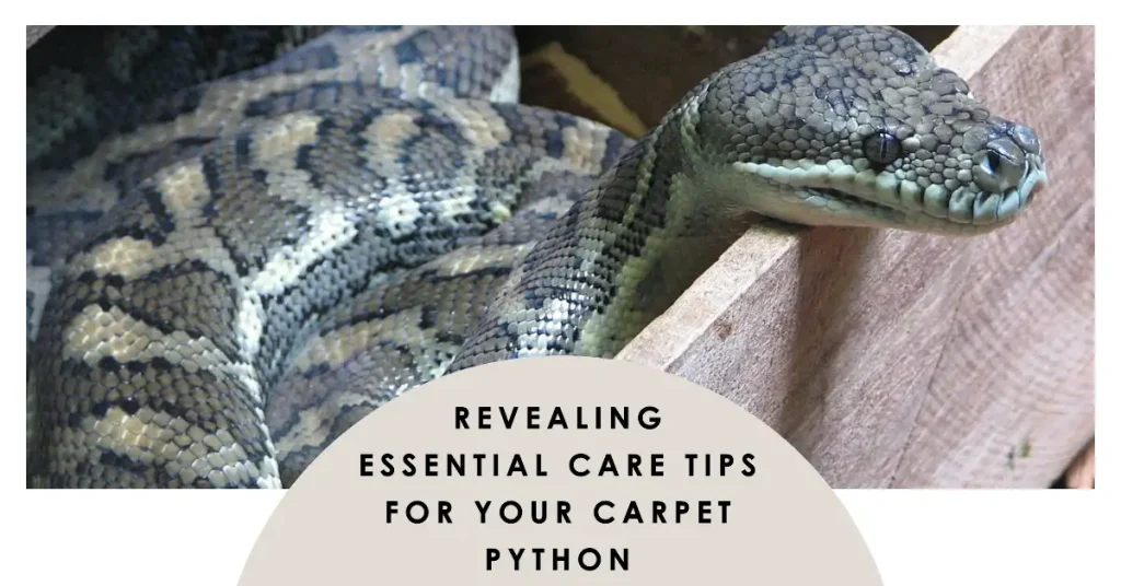 carpet python care