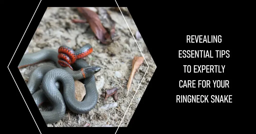 ringneck snake care