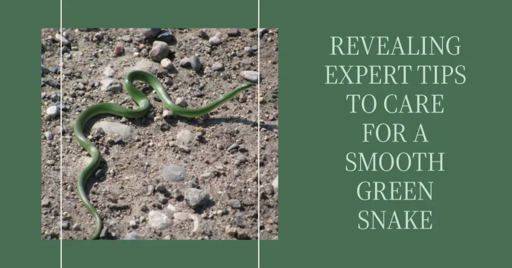 smooth green snake care