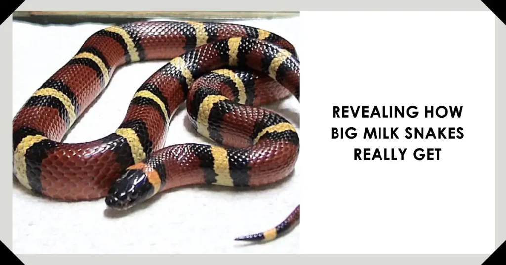 how big do milk snakes get