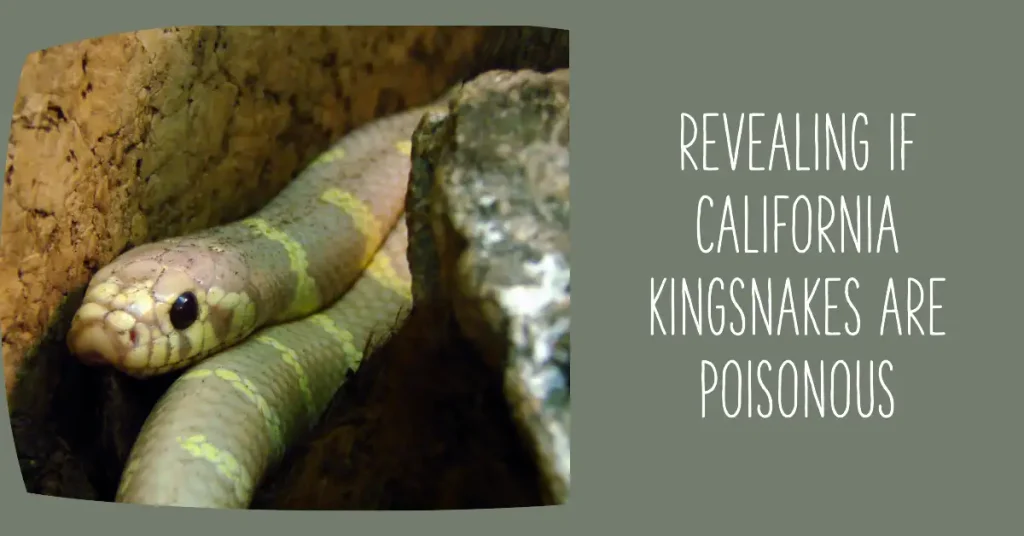 Are California kingsnakes poisonous?