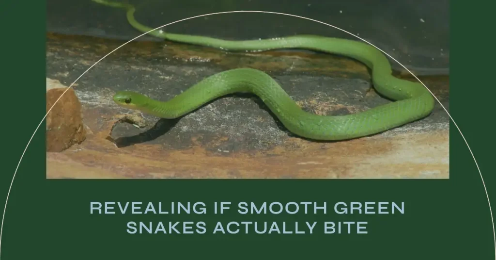do smooth green snakes bite?