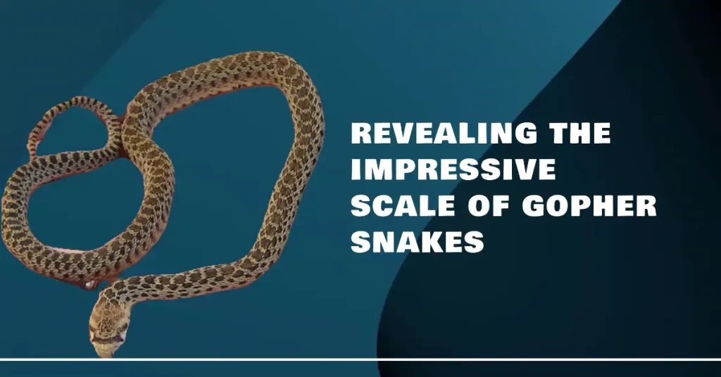 gopher snake size