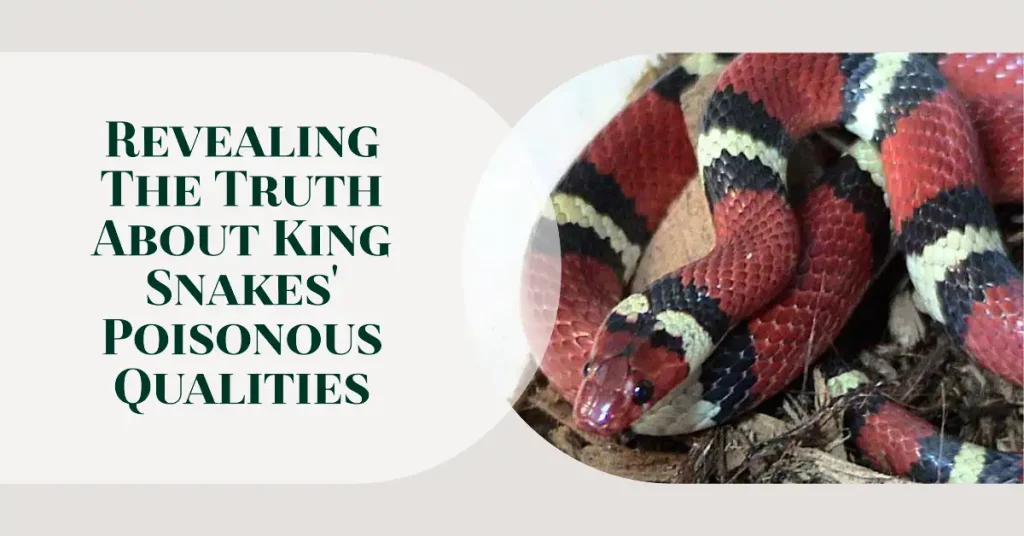are king snakes poisonous