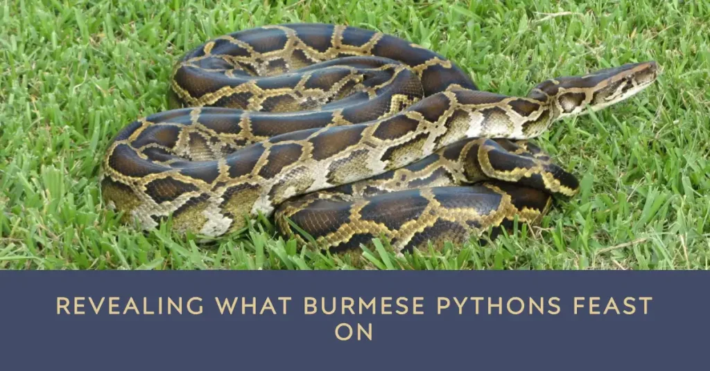 What do Burmese python eat?