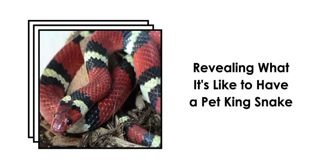 king snake as pet