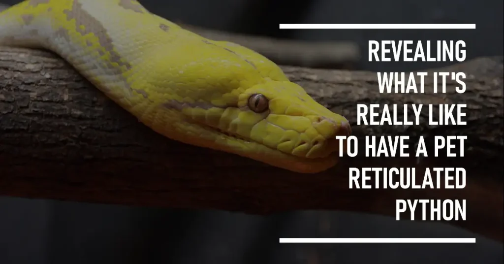 reticulated python as a pet