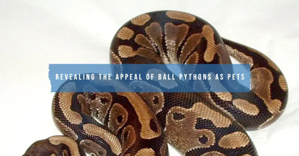 Ball python
