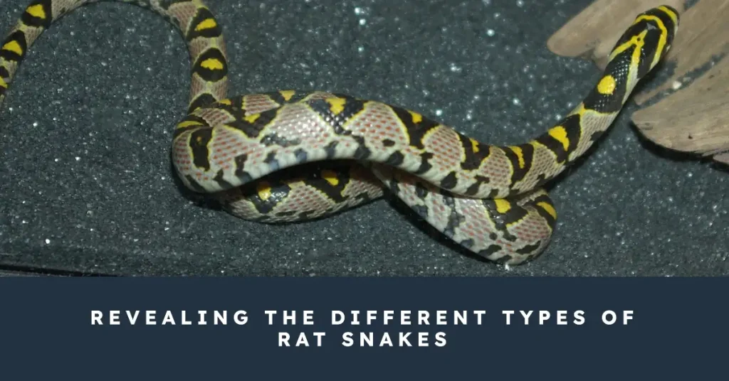 types of rat snakes