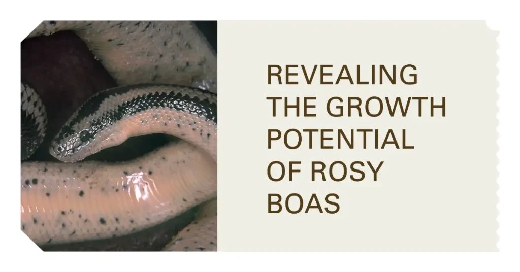 how big do rosy boas get?
