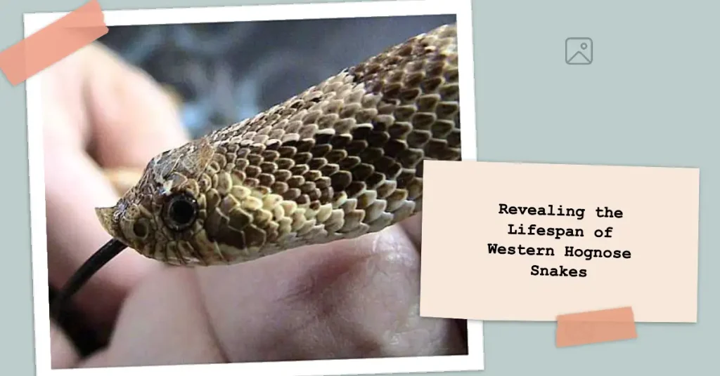 western hognose snake lifespan