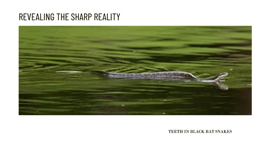 Black rat snake in water