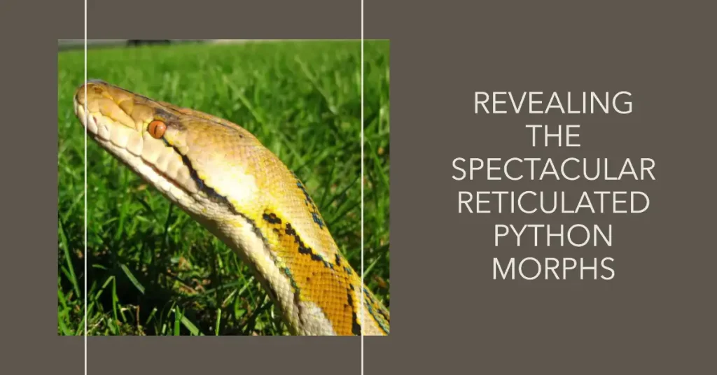 reticulated python morphs