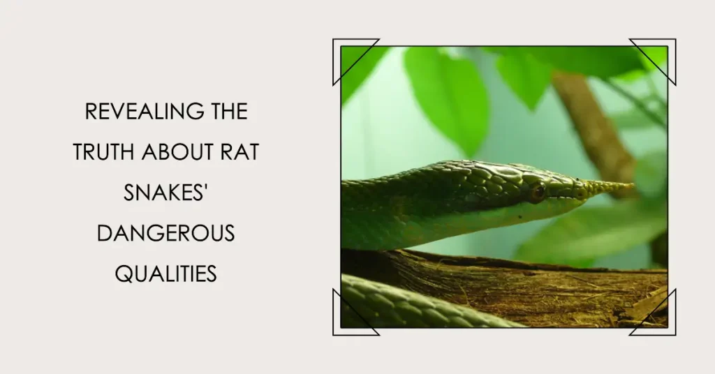 are rat snakes dangerous?
