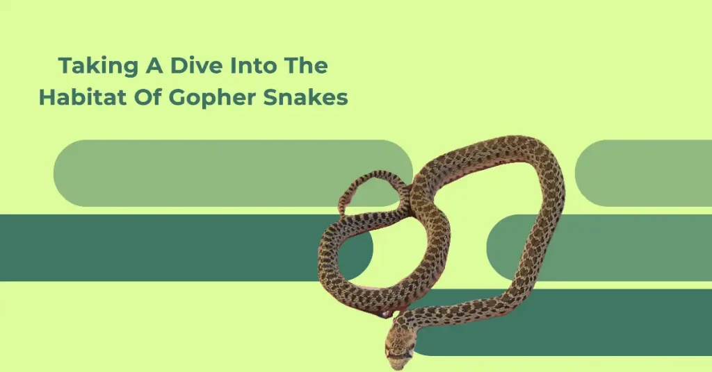 gopher snake habitat