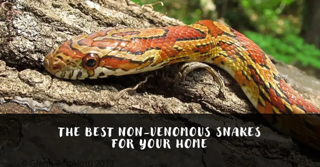 pet snakes that are harmless