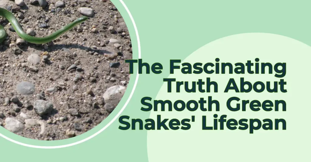 smooth green snake lifespan