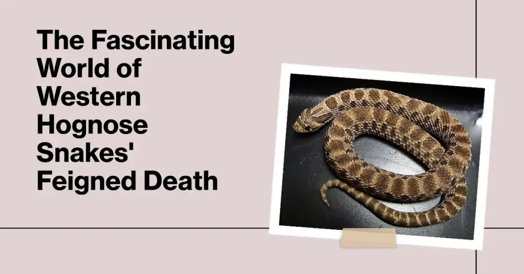 western hognose snake playing dead