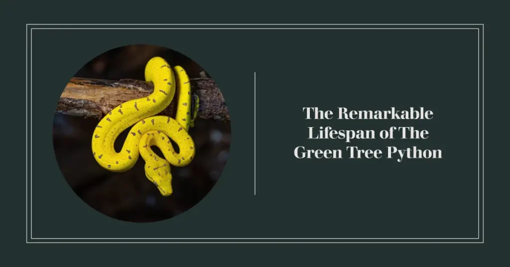green tree python lifespan