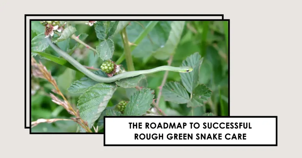 rough green snake care