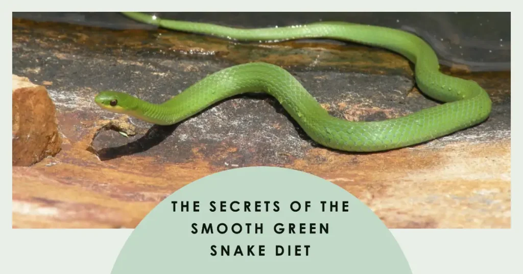 smooth green snake diet
