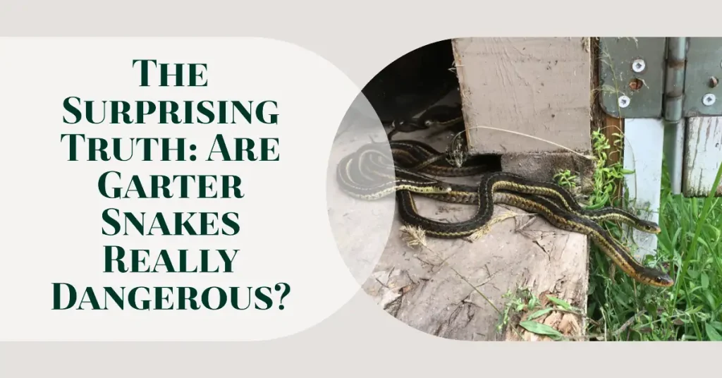 are garter snakes dangerous?