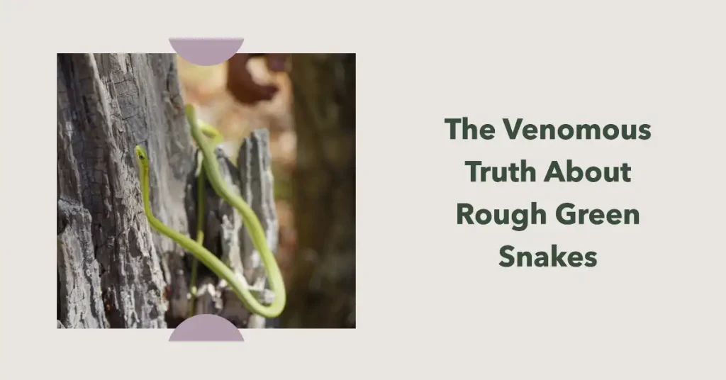 rough green snake venmous
