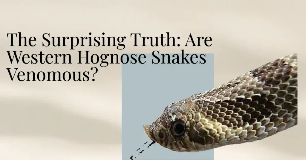 are western hognose snakes venomous?