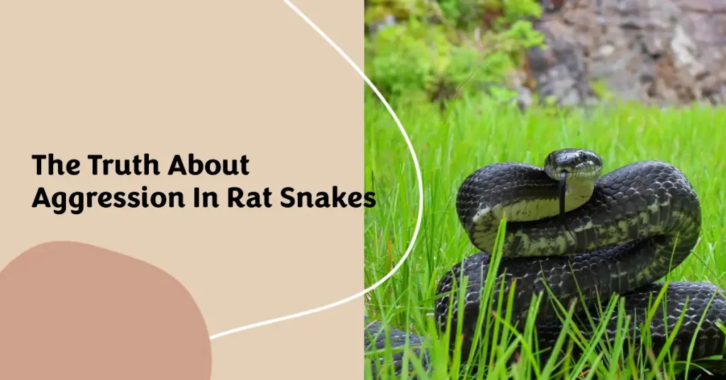 are rat snakes aggressive?