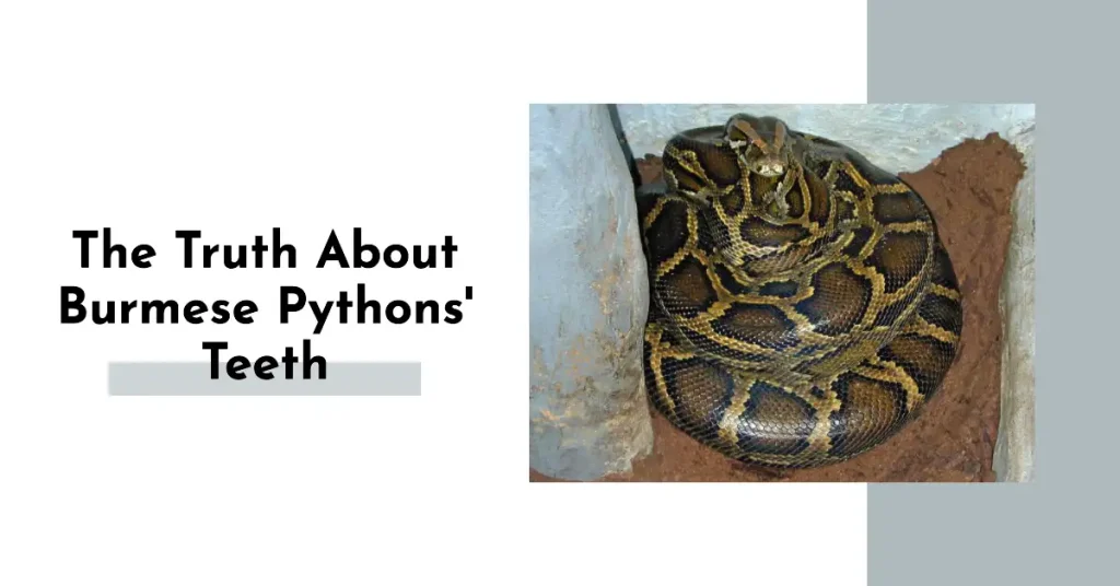 Do Burmese Pythons have teeth?
