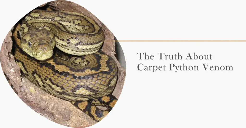 are carpet pythons venomous