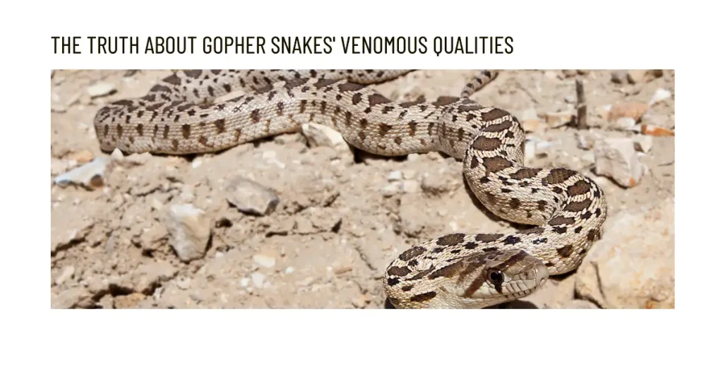 are gopher snakes venomous?