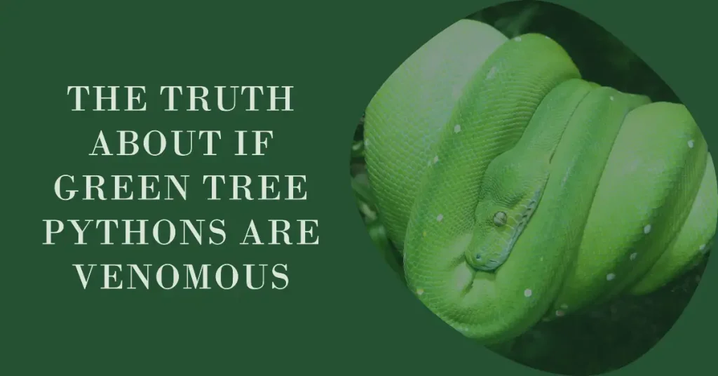 are green tree pythons venomous?